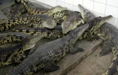 Krokodýlí farma ve Velkém Karlově 