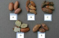 Zdravá a napadená arašídová jádra – ilustrační foto