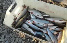 V Bečvě během havárie zahynult tuny ryb.