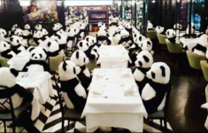 Místo hostů mají ve frankfurtské restauraci 100 pand.