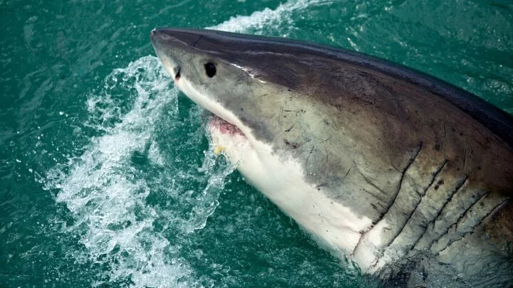 Žralok bílý se stal kvůli filmu Čelisti postrachem.