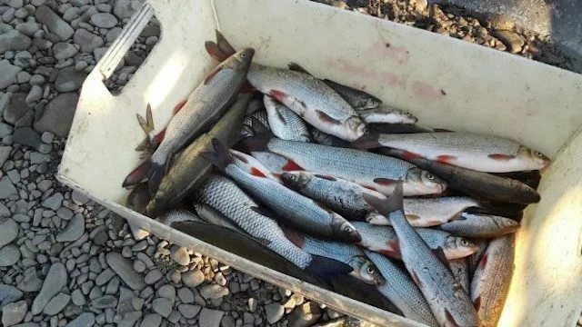 Uhynulé ryby z Bečvy (2020)