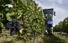 Sklizeň hroznů speciálním kombajnem ve vinicích Chateau Bzenec na Hodonínsku 