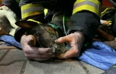 Hasiči v Praze oživovali dva psy, nepodařilo se je zachránit.