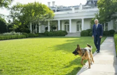 President Joe Biden venčí svého psa Commandera.