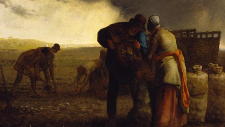 Brambory zachránily před hladem mnoho Evropanů. Obraz Sklizeň brambor namaloval v roce 1855 francouzský malíř Jean-François Millet. 