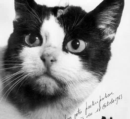 První a zároveň poslední kočičí astrounautka v dějinách – Félicette.