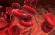 Ilustrace červených krvinek v cévě.