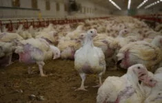 Kuřata žijí na farmách v otřesných podmínkách.
