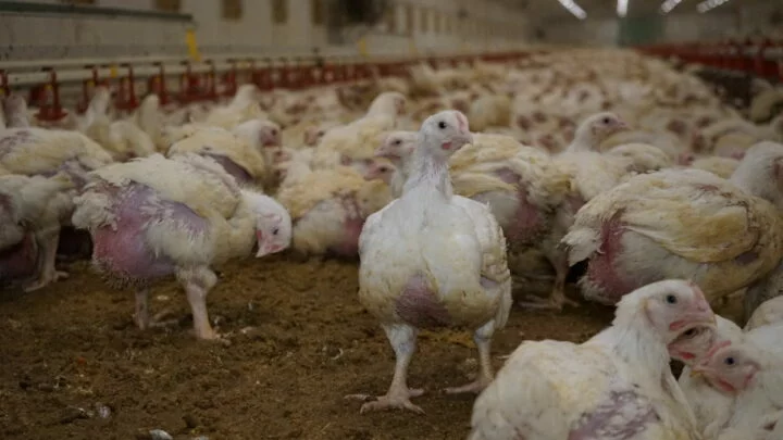 Kuřata žijí na farmách v otřesných podmínkách.