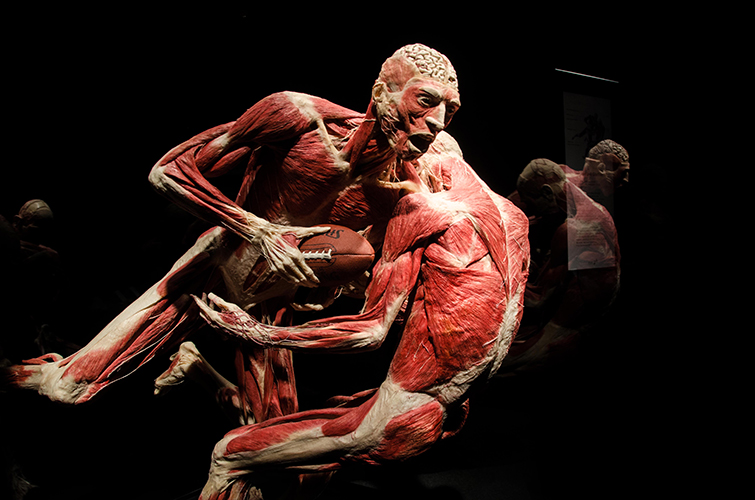 Body Worlds Exhibition (Discovery Times Square)
