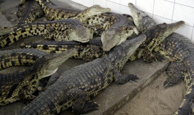 Krokodýlí farma ve Velkém Karlově  (čtk)