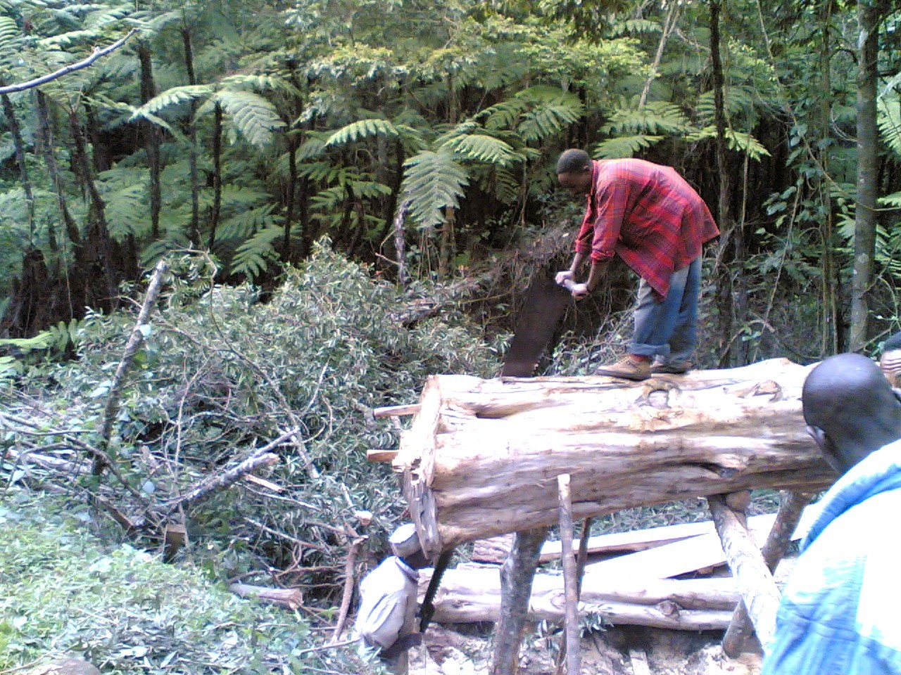 Těžba dřeva (ilustrační foto) (Wikimedia Commons)
