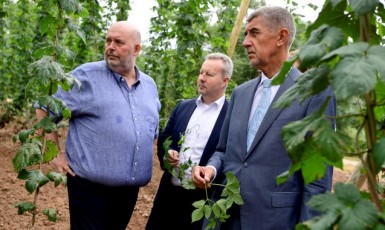 Exministr zemědělství Miroslav Toman, exministr životního prostředí Richard Brabec a expremiér Andrej Babiš  na chmelnici v Lišanech  (ČTK)