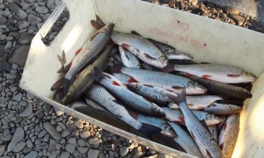 V Bečvě během havárie zahynult tuny ryb. (Hasiči Olomouc)