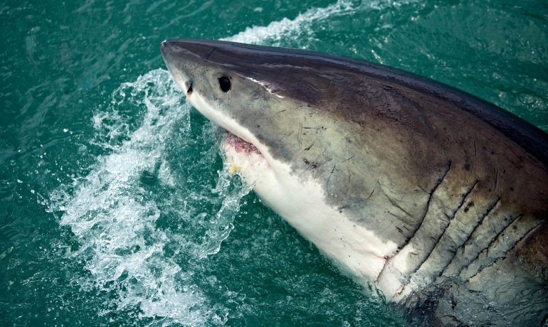 Žralok bílý se stal kvůli filmu Čelisti postrachem. (pixabay.com)