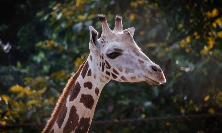 Ilustrační foto. (pexels.com)