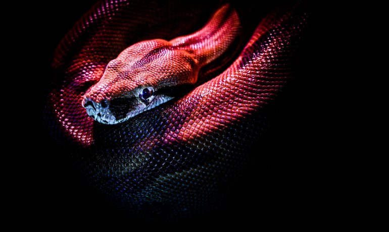 Ilustrační foto (pexels.com/Jan Kopřiva)