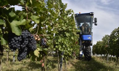 Sklizeň hroznů speciálním kombajnem ve vinicích Chateau Bzenec na Hodonínsku (ČTK/Šálek Václav)