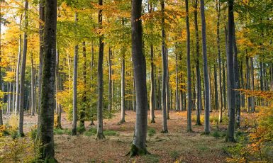 Ilustrační foto (pexels.com)