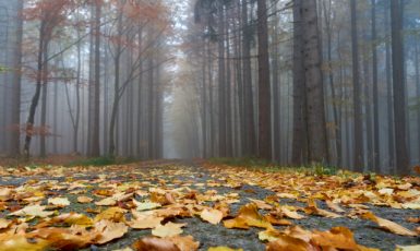 Podzim u Rozvadova v Českém lese (2021) (ČTK/Fotobanka ČTK/Spilka Marek)