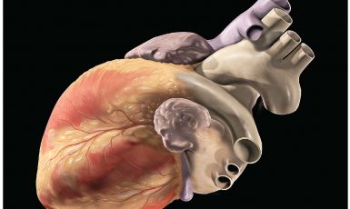 Lidské srdce (OpenStax Anatomy and Physiology, CC BY 4.0)