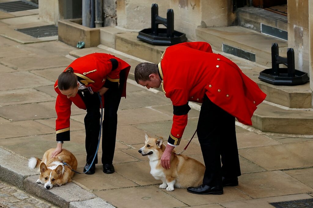 Sbohem, corgi! Britský král Karel III. si oblíbil jiné psí plemeno ...