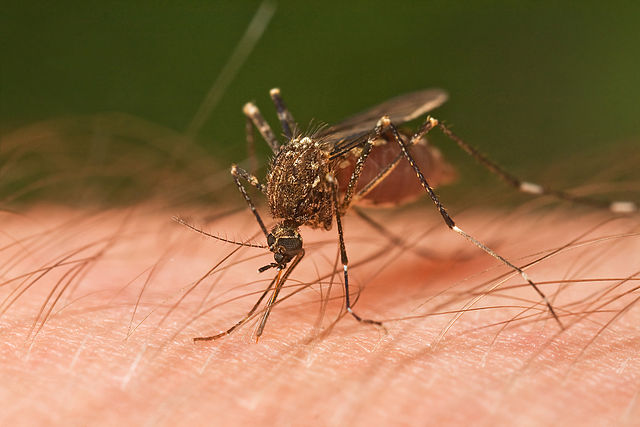 Šíří se nebezpeční komáři přenášející horečku dengue. Expertka prozradila důvod