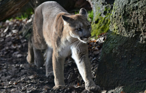 Puma, ilustrační foto.