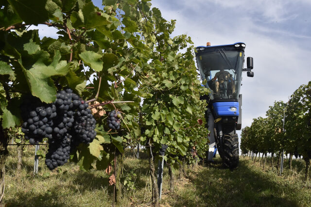 Sklizeň hroznů speciálním kombajnem ve vinicích Chateau Bzenec na Hodonínsku 