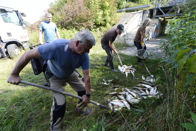 Rybáři nakládají leklé ryby z řeky Bečvy.