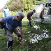 Rybáři nakládají leklé ryby z řeky Bečvy.