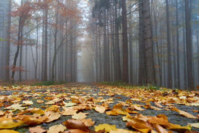 Podzim u Rozvadova v Českém lese (2021)