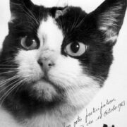 První a zároveň poslední kočičí astrounautka v dějinách – Félicette.