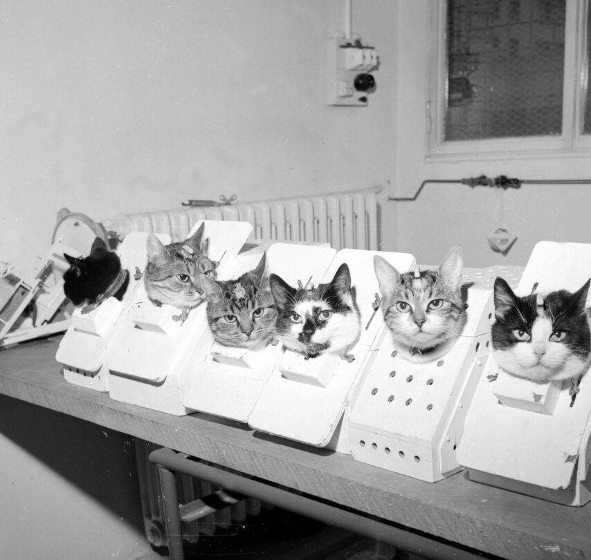 Vybrané kočky během vesmírného tréninku. Kočka Félicette je první zprava.